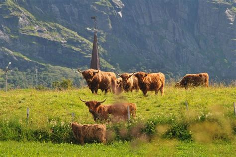 Noorwegen Lofoten Animals Moose