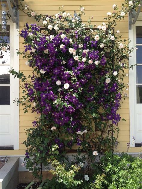 She grew a clematis on a trellis in her front garden bed. 15 Creative And Easy DIY Trellis Ideas For Your Garden ...