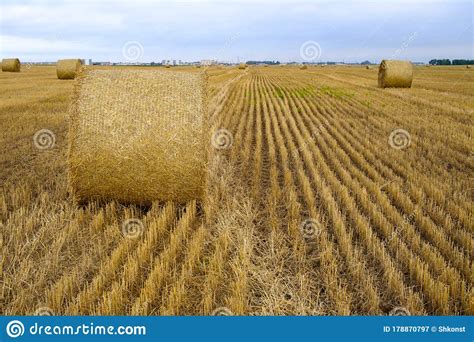Hay Rolls On The Yellow Field In Autumn Harvest Season Stock Image