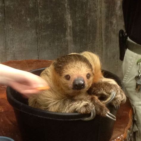 Adorable Sloth At The Tulsa Zoo Tulsa Zoo Sloths Make Me Smile