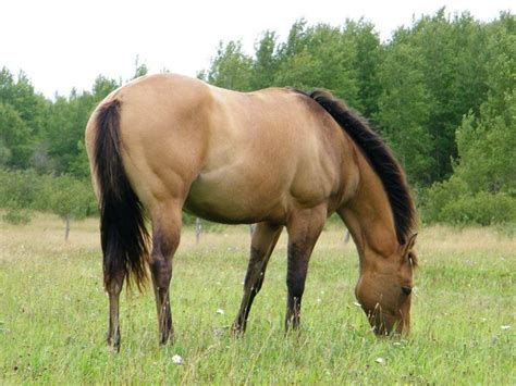 He learned very quickly and has turned out to be an excellent horse. Quarter Horse | Quarter horse, Horses, Buckskin horse