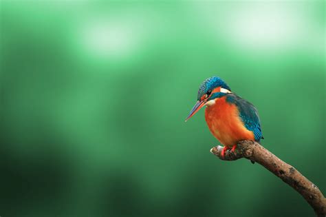 This is a guide to the best gifts for photographers of 2021. 50 Best Wildlife Photography To Get Inspire - The WoW Style