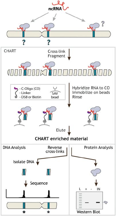 CHART is a hybridization-based strategy that uses complementary