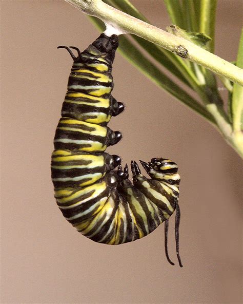 Monarch Life Cycle — 7 Of 20 The Monarch Caterpillar Readi Flickr