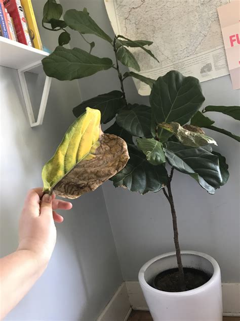 When plants have too little water, leaves turn brown and wilt. This fell today? Is it overwatered or underwatered? : plants