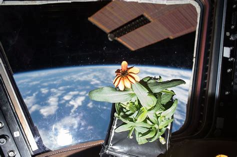 Iss 46 Zinnia Flower In The Cupola 2 Plants In Space Wikipedia