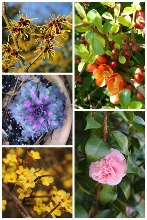 Winter Flowering Plants For Cold Weather Color The Gardening Cook