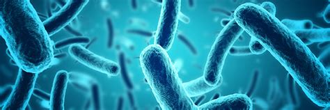 Microbioma Bactérias Influenciam Na Sua Saúde Saiba Como