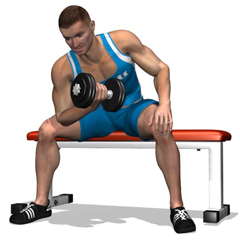 Allenamento intenso con i pesi per donne braccia spalle e tronco. Bicep-curl concentrato con manubrio da seduto ...