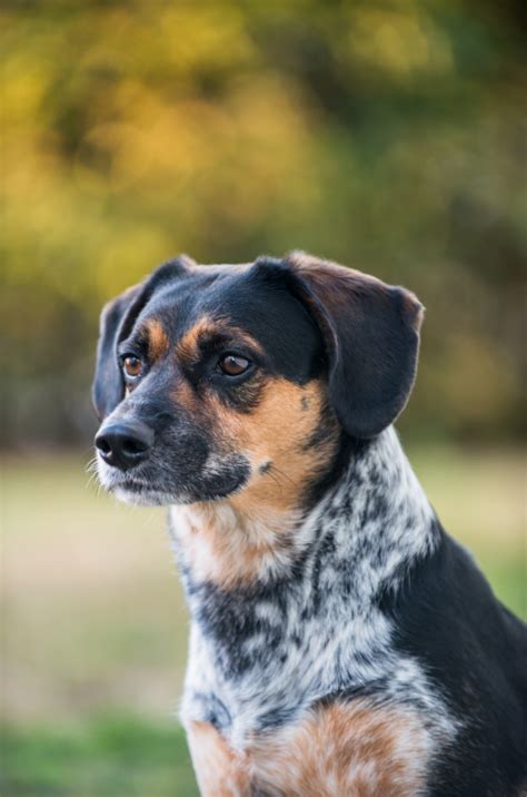 blue tick beagle top facts guide animal corner