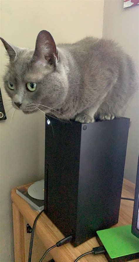 Cat On Xbox What Do Xbox