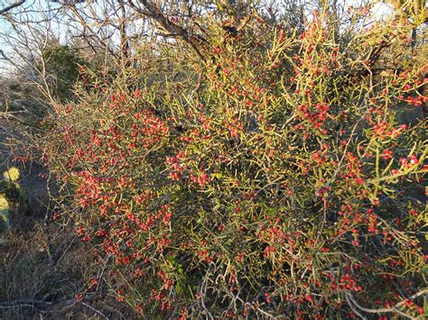 The normal range is arizona to oklahoma, texas, and northern mexico at elevations from 1,000 to 5,000 feet on. Woods Roamer: The Last Vestige of Christmas...Tasajillo Cactus