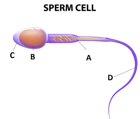 An Image Of Human Sperm Is Given Below Correctly Identify The Parts With Their Function