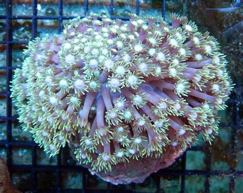 Keep it super simple is a good motto when it comes to planting flowers in your yard. Goniopora or Goner-oh-poo? The Flower Pot Coral - REEFEDITION