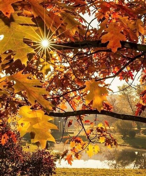 The Sun Shines Brightly Through Autumn Leaves