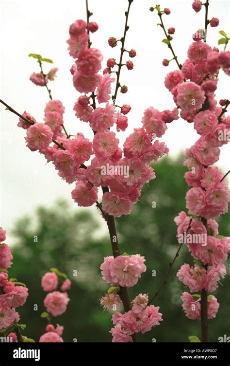 Blossomed Apple Tree Cherry Tree Twig Bud Embryo Burgeon Spring White