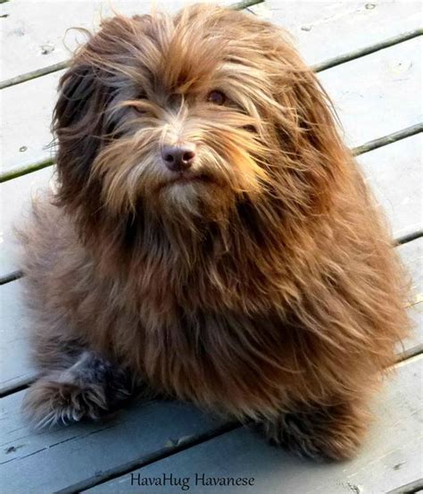Browse thru havanese puppies for sale near lansing, michigan, usa area listings on puppyfinder.com to find your perfect puppy. Michigan Chocolate Havanese Puppy Dog | Havanese puppies ...