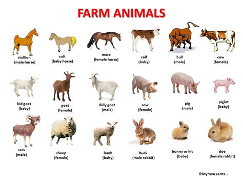 Farm Animals My Two Cents