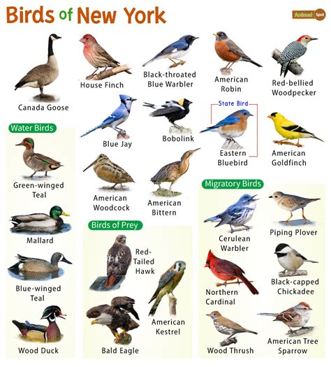 List Of Common Birds Found In New York Facts With Pictures