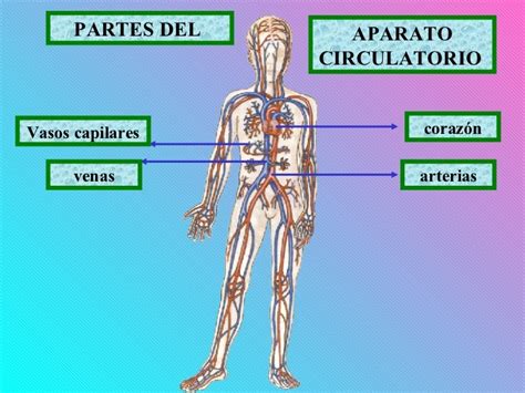 3 Partes Del Sistema Circulatorio Sistema Circulatorio Humano