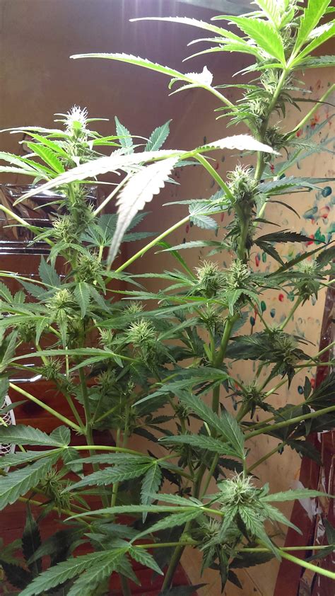 Northern lights (ss) was the first strain i was donated over 16 years ago when i first decided to start growing. northern lights autoflower grow journal week8 by ...