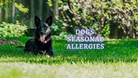 ᐈ Dog Seasonal Allergies How To Treat Seasonal Allergies In Dogs