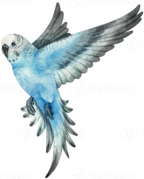 Watercolor Budgie Parakeet Bird Illustration 9373175 Png
