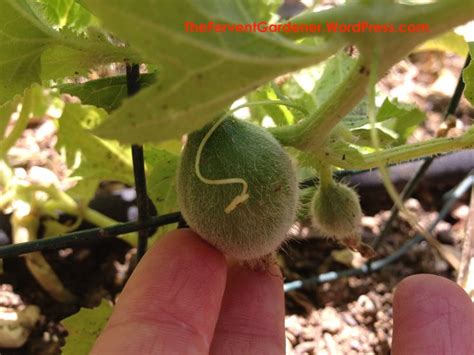 See full list on gardeningknowhow.com Grow Cantaloupe Vertically And Get A Lot of Tasty Fruit ...