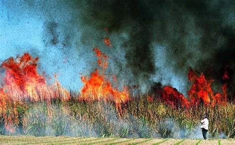 Burning Of Sugar Cane Fields Linked To Health Risks