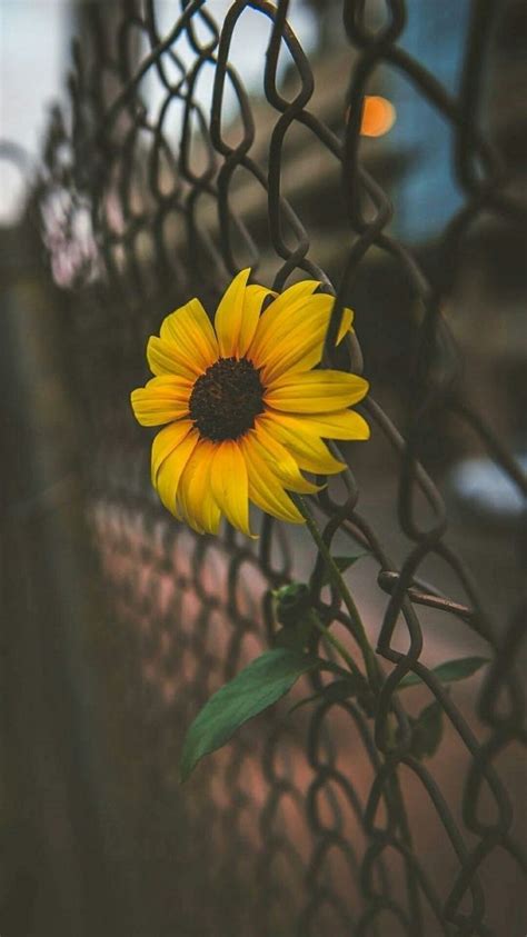 Cute Aesthetic Sunflower Wallpapers Wallpaper Cave