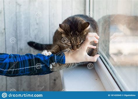 Tabby Cat Biting Somebody`s Hand Cat Bites Stock Image Image Of Face