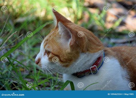 Brown Orange Tabby Cat Lying On The Floor Stock Photo Image Of Funny