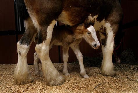 Budweiser Clydesdales Ranch To Open For Tours Metro