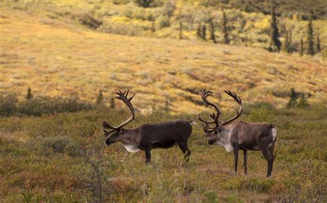 Caribou And Their Mighty Migration A Moment Of Science Indiana Public Media