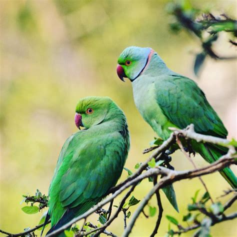 Love Birds Parrots Parrots Lovebirds Vadodara Gujarat Flickr