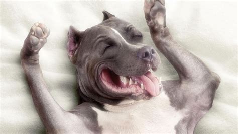 Funny Pitbull Wallpaper High Definition High Quality Widescreen