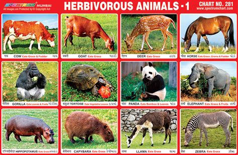 Spectrum Educational Charts Chart 281 Herbivorous Animals 1