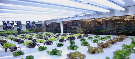 Upon returning to malaysia, he rented a 7000 square feet bungalow to start his journey. Dubai's First In-store Hydroponic Farm launched this week ...