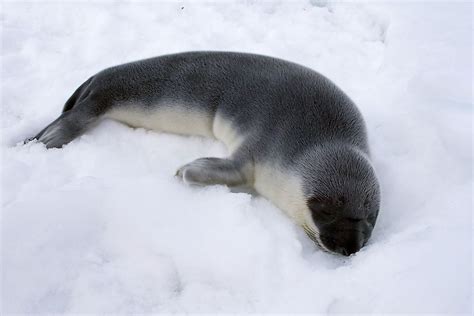 The Different Types Of Seals Worldatlas