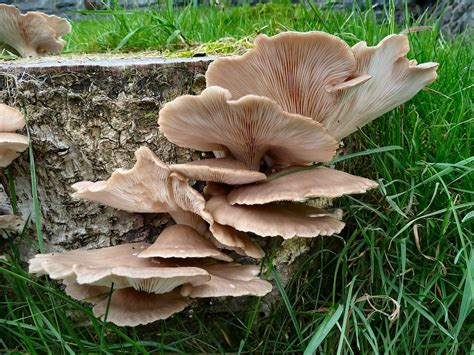 Pleurotes comment les cuire et les meilleures recettes