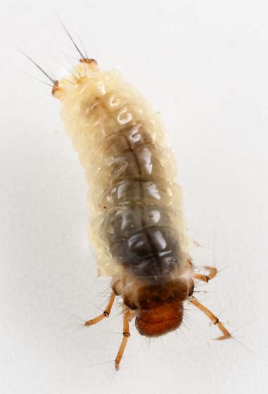 Caddisfly Larva Lepidostoma Bugguidenet