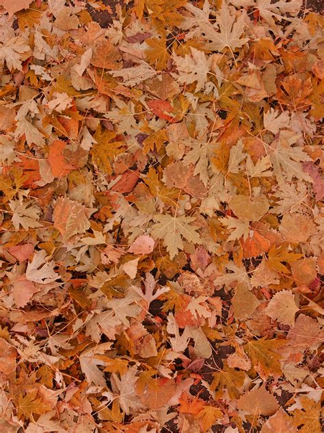 Fall Leaves on the Ground Picture | Free Photograph | Photos Public Domain