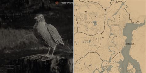 Where To Find Robins In Red Dead Online
