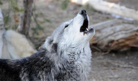 Why Do Wolves Howl Earthlife