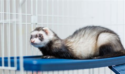 If you didn't have a fear of spiders, insects or snakes before, you will after learning they're some of the most dangerous animals on the planet. Best Small Animal Pets For Children