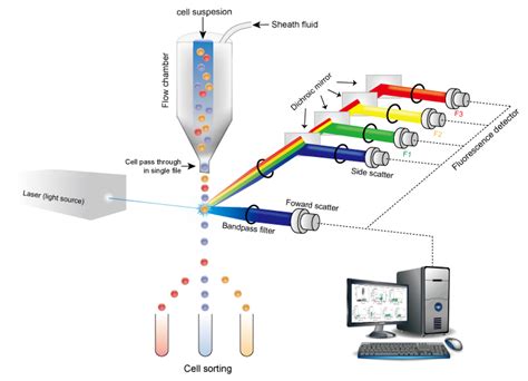 Flow Cytometry Guide Creative Diagnostics