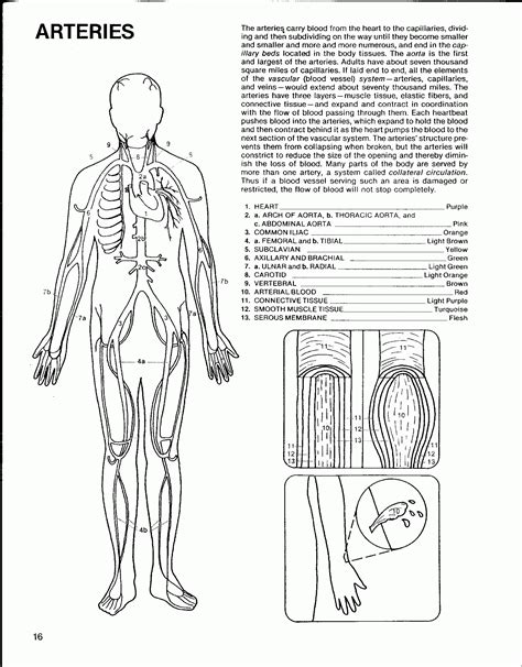 Circulatory System Coloring Page - Coloring Home