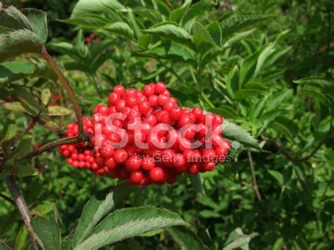 Red Berries Stock Photo Royalty Free Freeimages