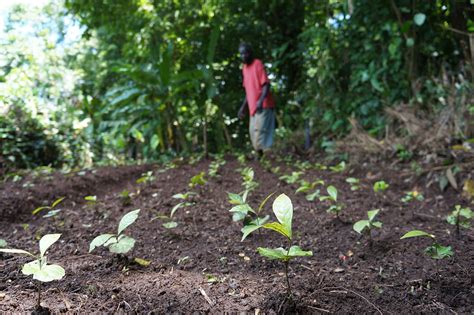 A well established plant might survive a brief dip below freezing, but it would probably take major damage that would take years to grow out of. The life cycle of a coffee bean - The Times & The Sunday Times