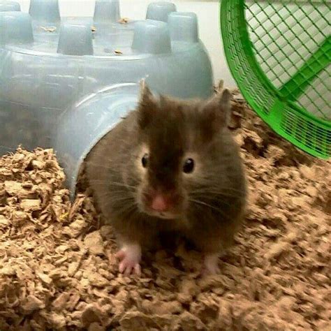 I Saw This Cutie At Petco Today 92915 Cute Hamsters Bear